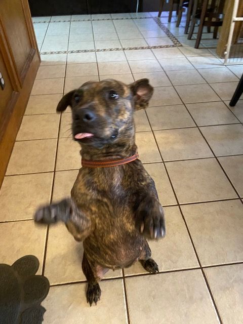 Pretty Penny, a Adoptable mixed breed in Houston, TX image 2/16