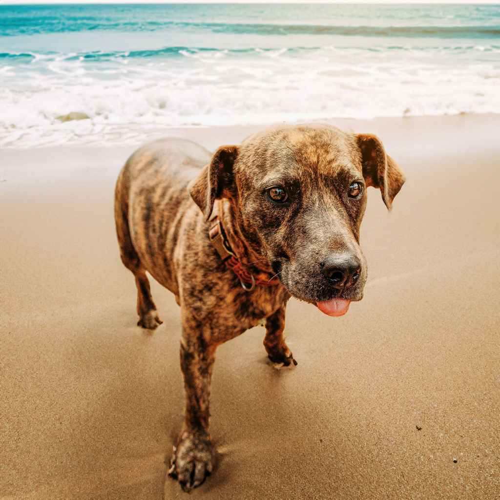 Pretty Penny, a Adoptable mixed breed in Houston, TX image 5/16