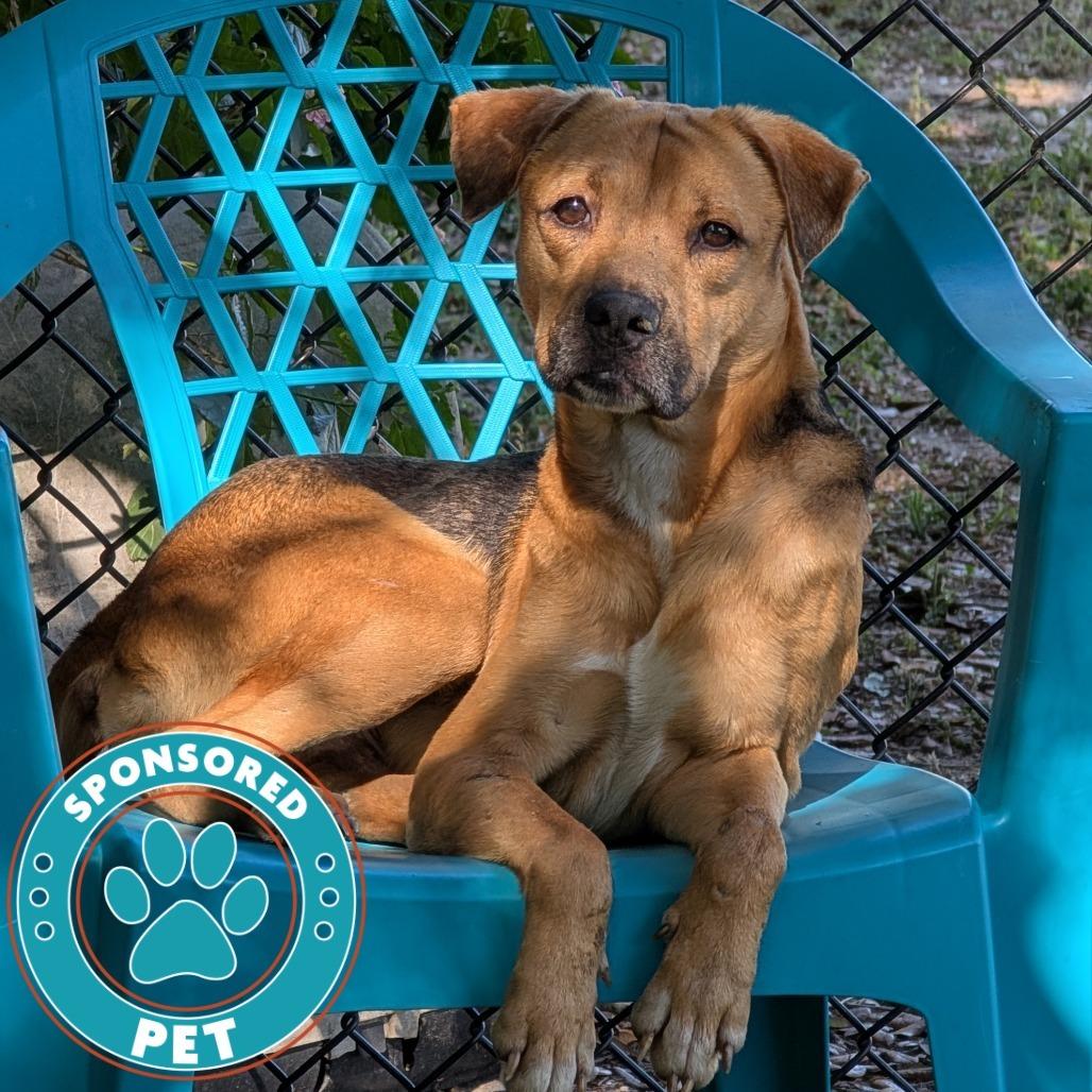 Enlarge Kirk, a Adoptable Mixed Breed in Lakeland, FL image 1/6