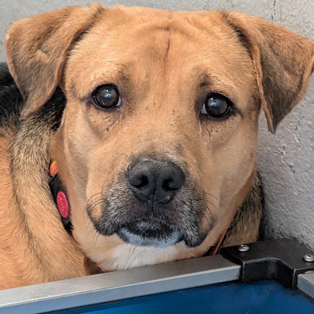 Kirk, Adoptable, Adult Male Mixed Breed.