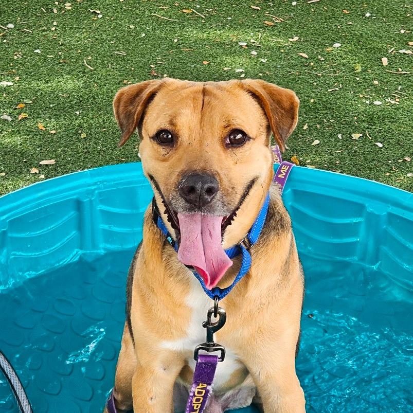 Enlarge Kirk, a Adoptable Mixed Breed in Lakeland, FL image 3/6