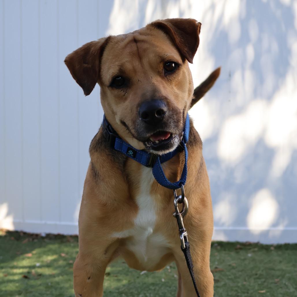 Enlarge Kirk, a Adoptable Mixed Breed in Lakeland, FL image 4/6