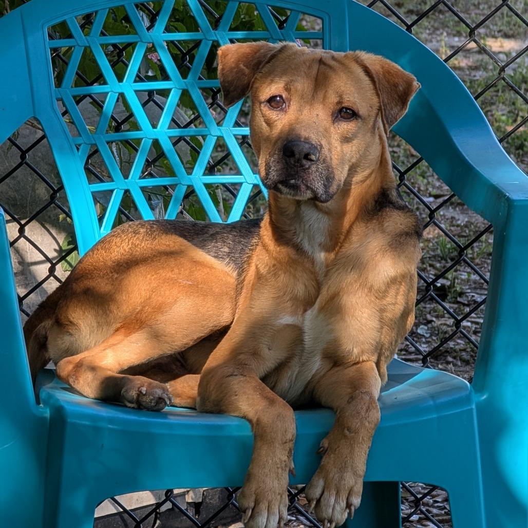 Enlarge Kirk, a Adoptable Mixed Breed in Lakeland, FL image 5/6