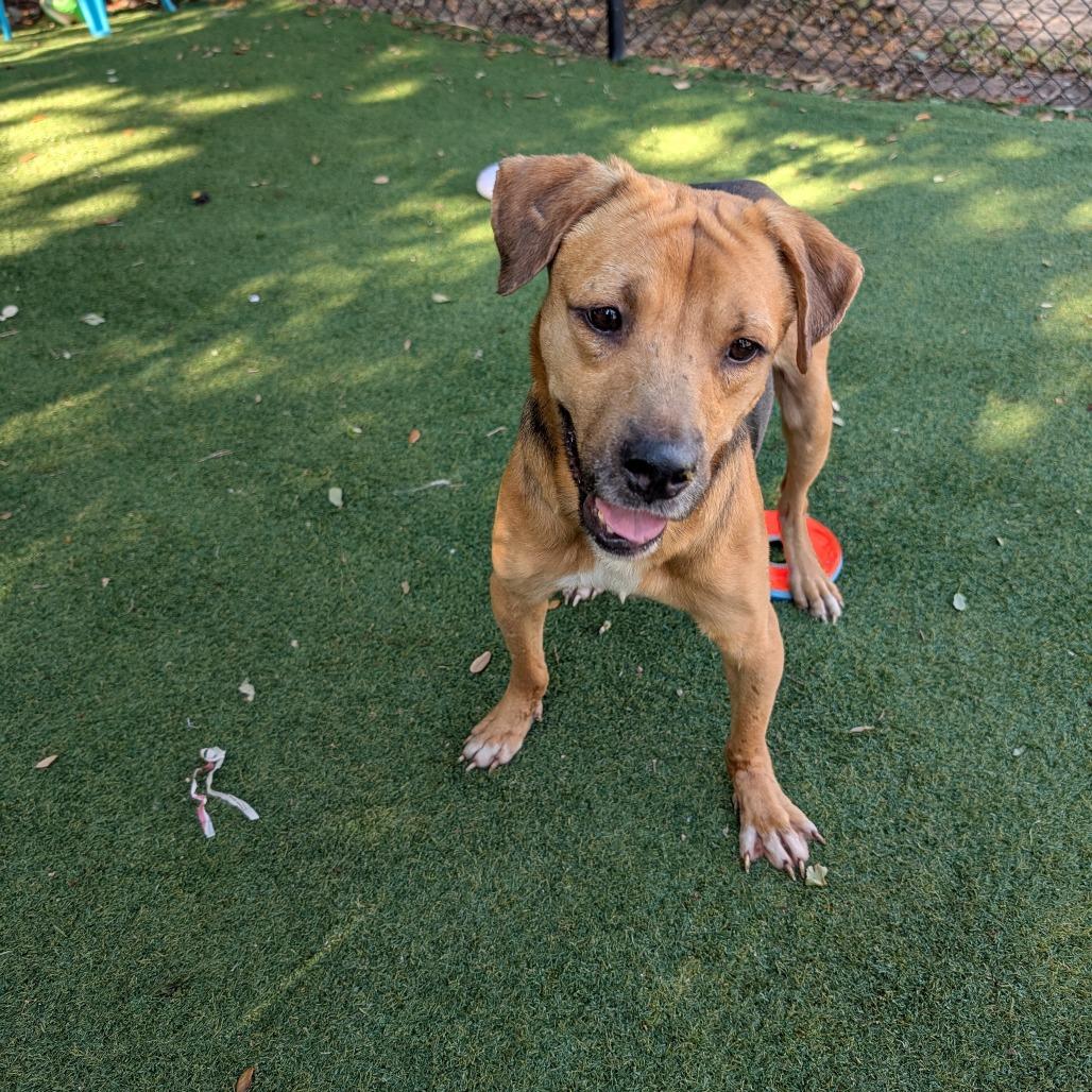 Enlarge Kirk, a Adoptable Mixed Breed in Lakeland, FL image 6/6