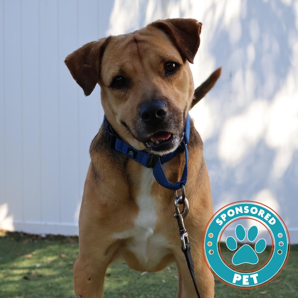 Enlarge Kirk, a Adoptable Mixed Breed in Lakeland, FL image 6/6