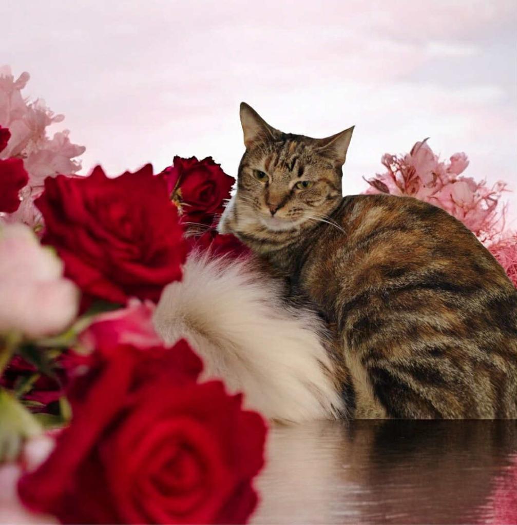 Cici, Adoptable, Young Female Domestic Short Hair.