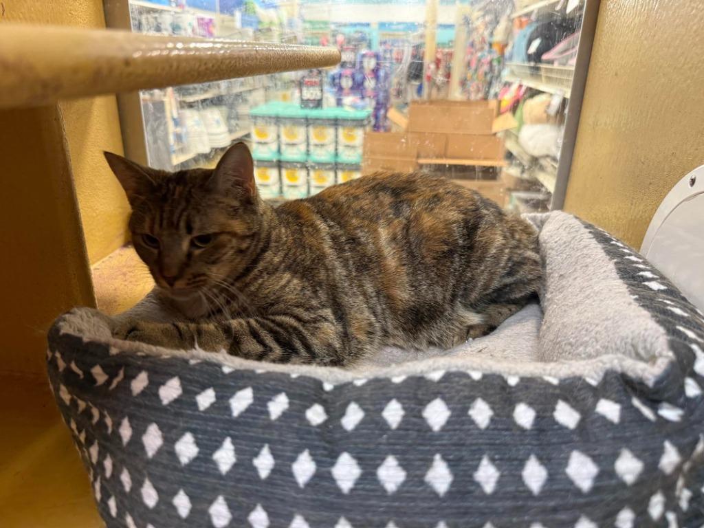 Cici, a Adoptable mixed breed in Richland Hills, TX image 2/5