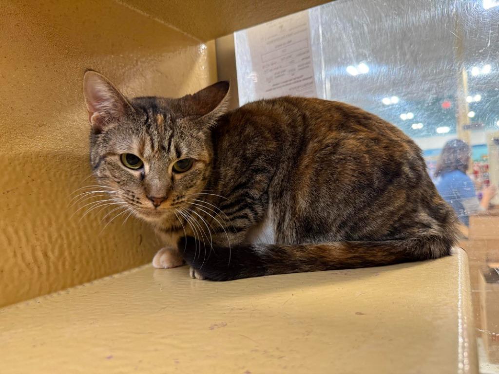 Cici, a Adoptable mixed breed in Richland Hills, TX image 4/5