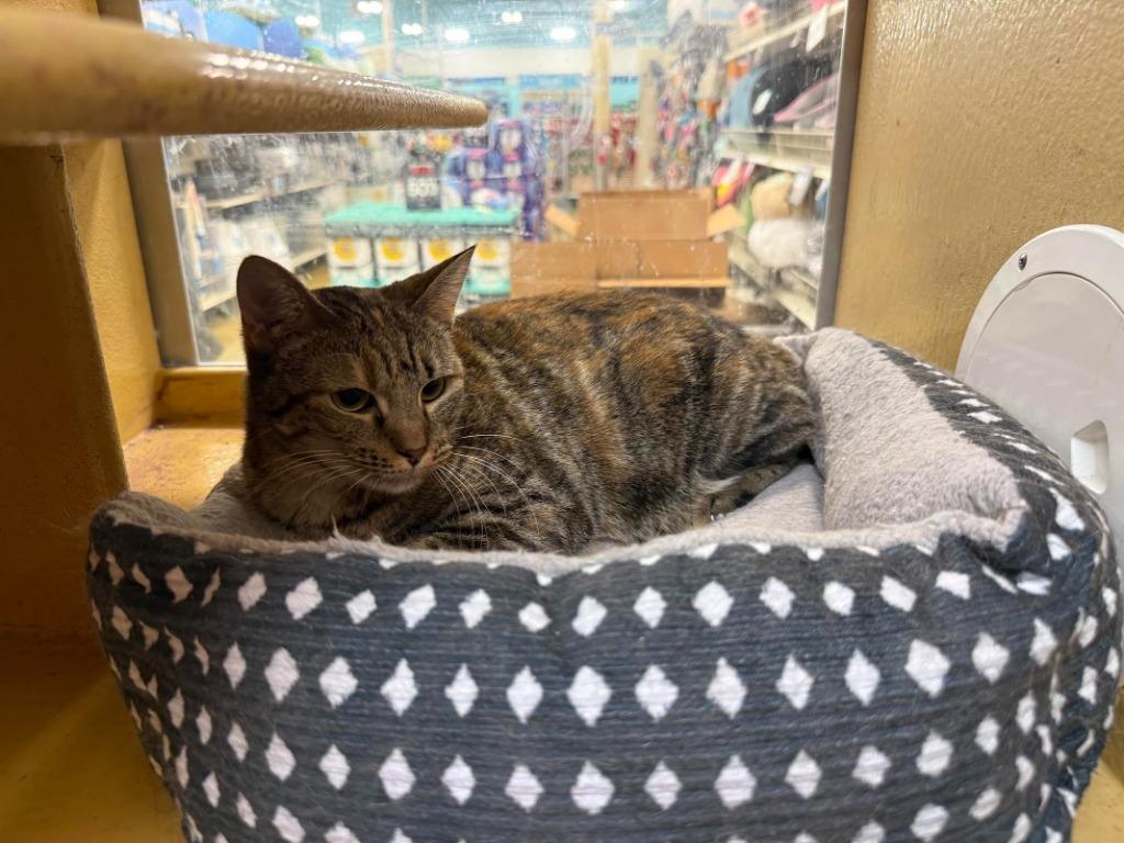 Cici, a Adoptable mixed breed in Richland Hills, TX image 5/5