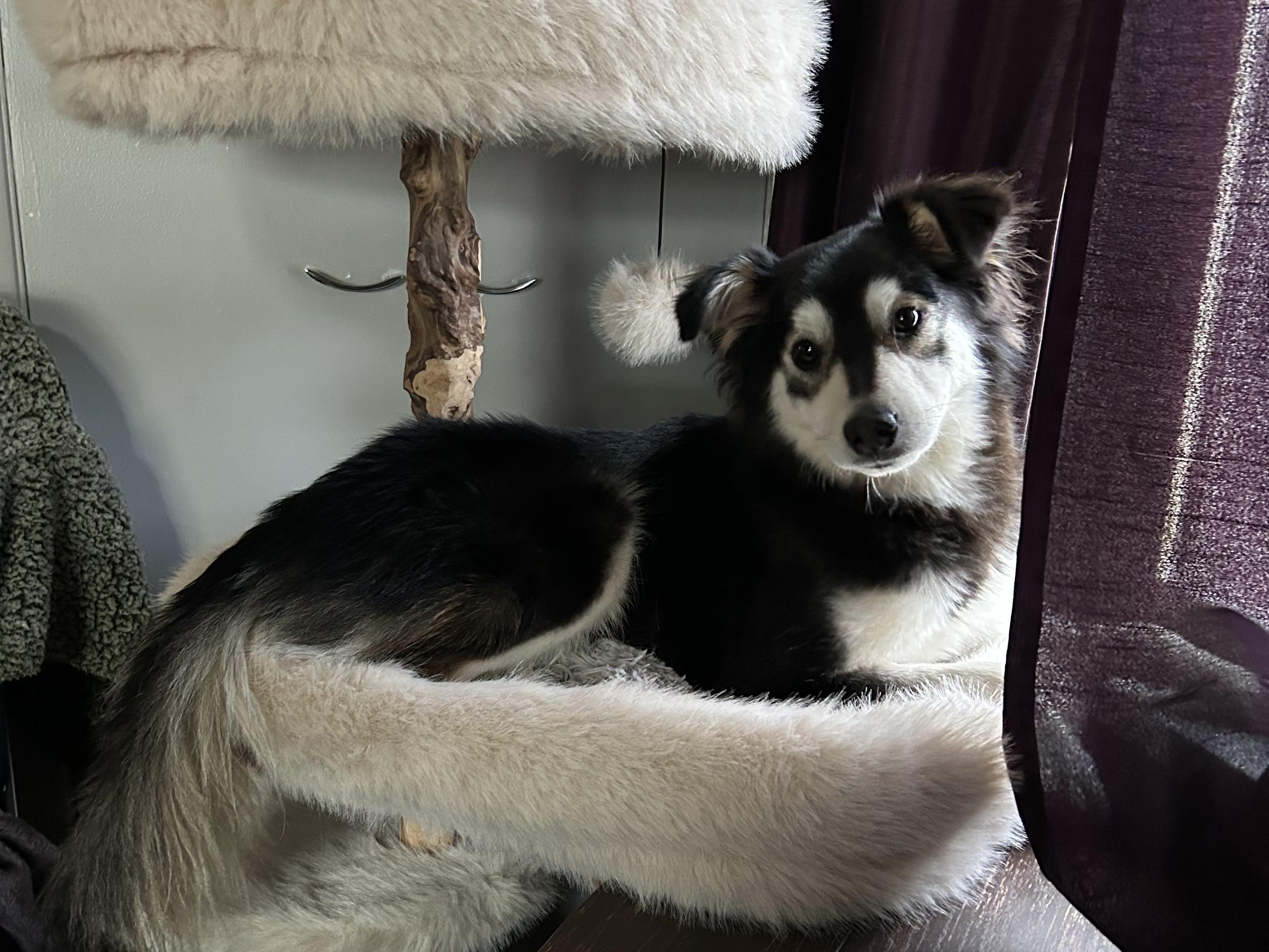 Enlarge Russo, a Adoptable mixed breed in Kellogg, ID image 2/6