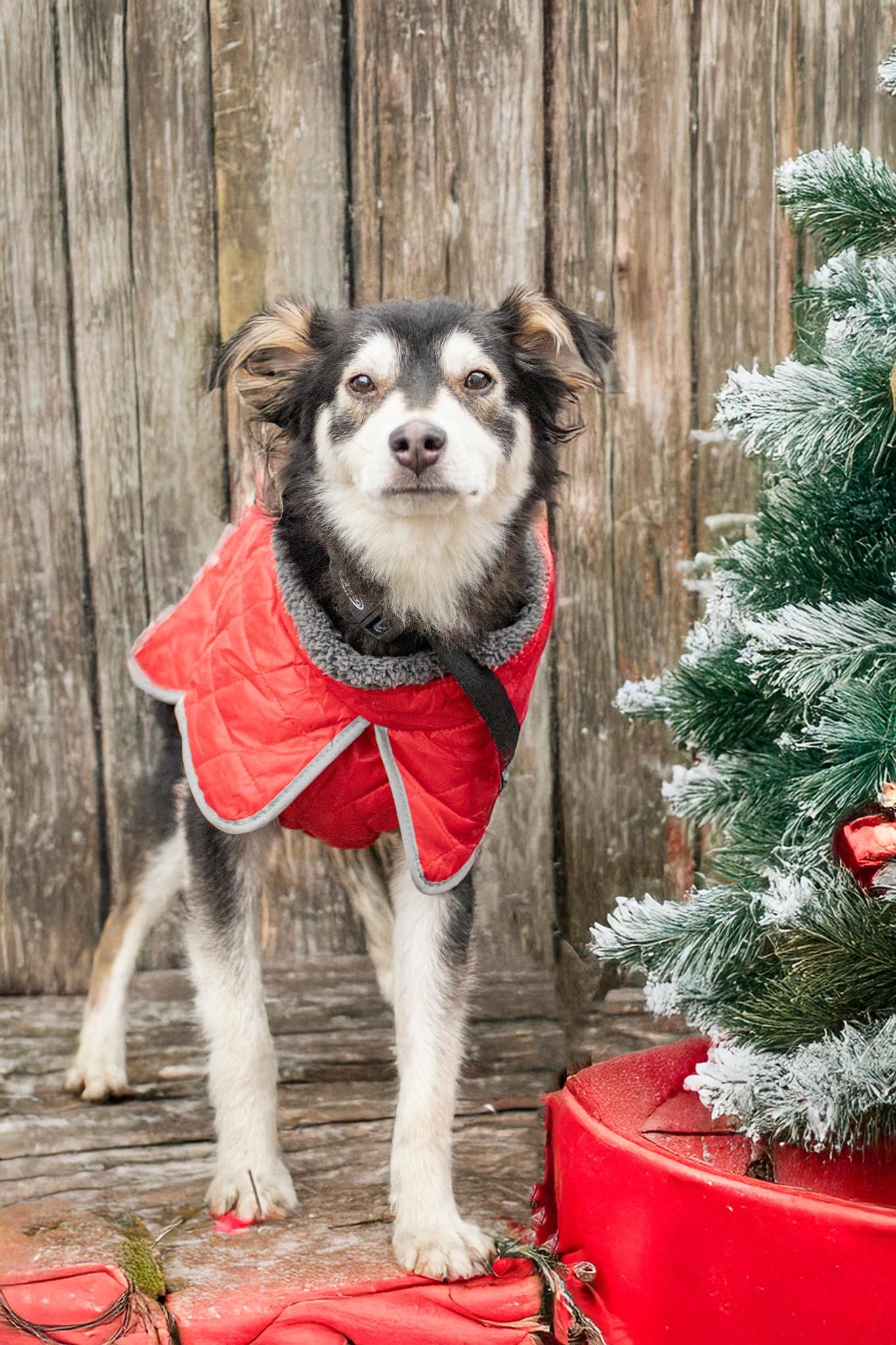 Enlarge Russo, a Adoptable mixed breed in Kellogg, ID image 1/3