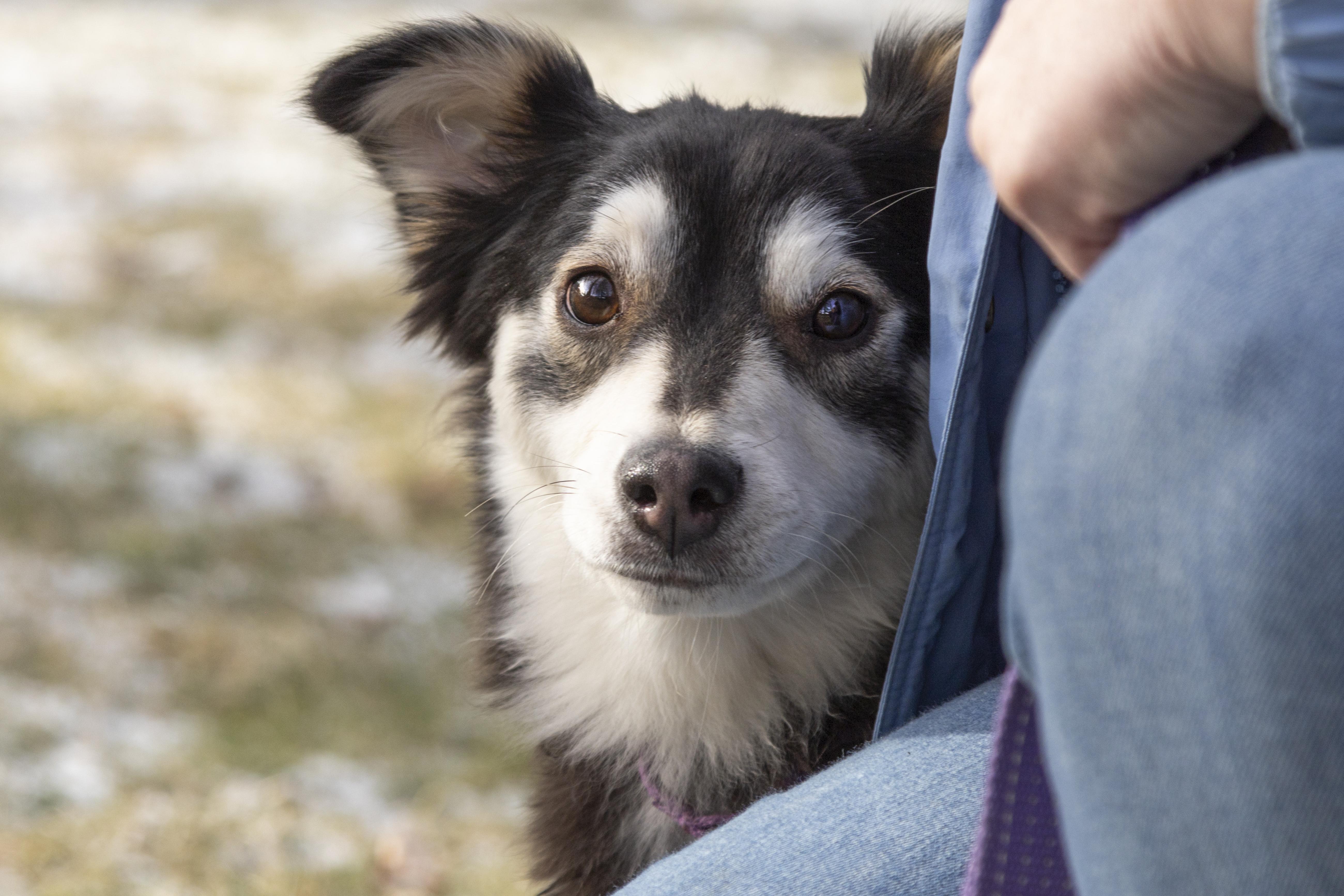 Enlarge Russo, a Adoptable mixed breed in Kellogg, ID image 1/5