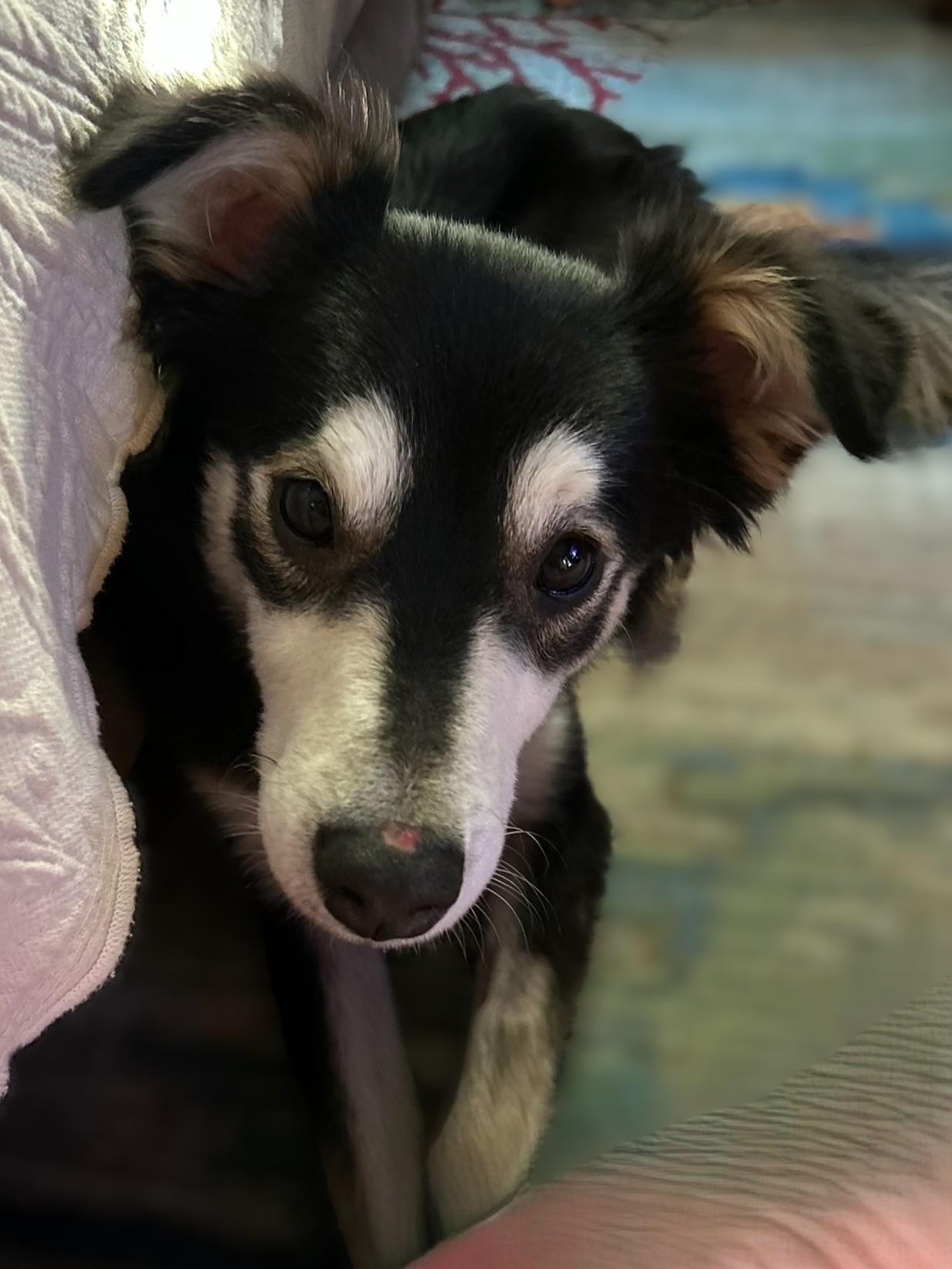 Russo, a Adoptable mixed breed in Kellogg, ID image 2/2