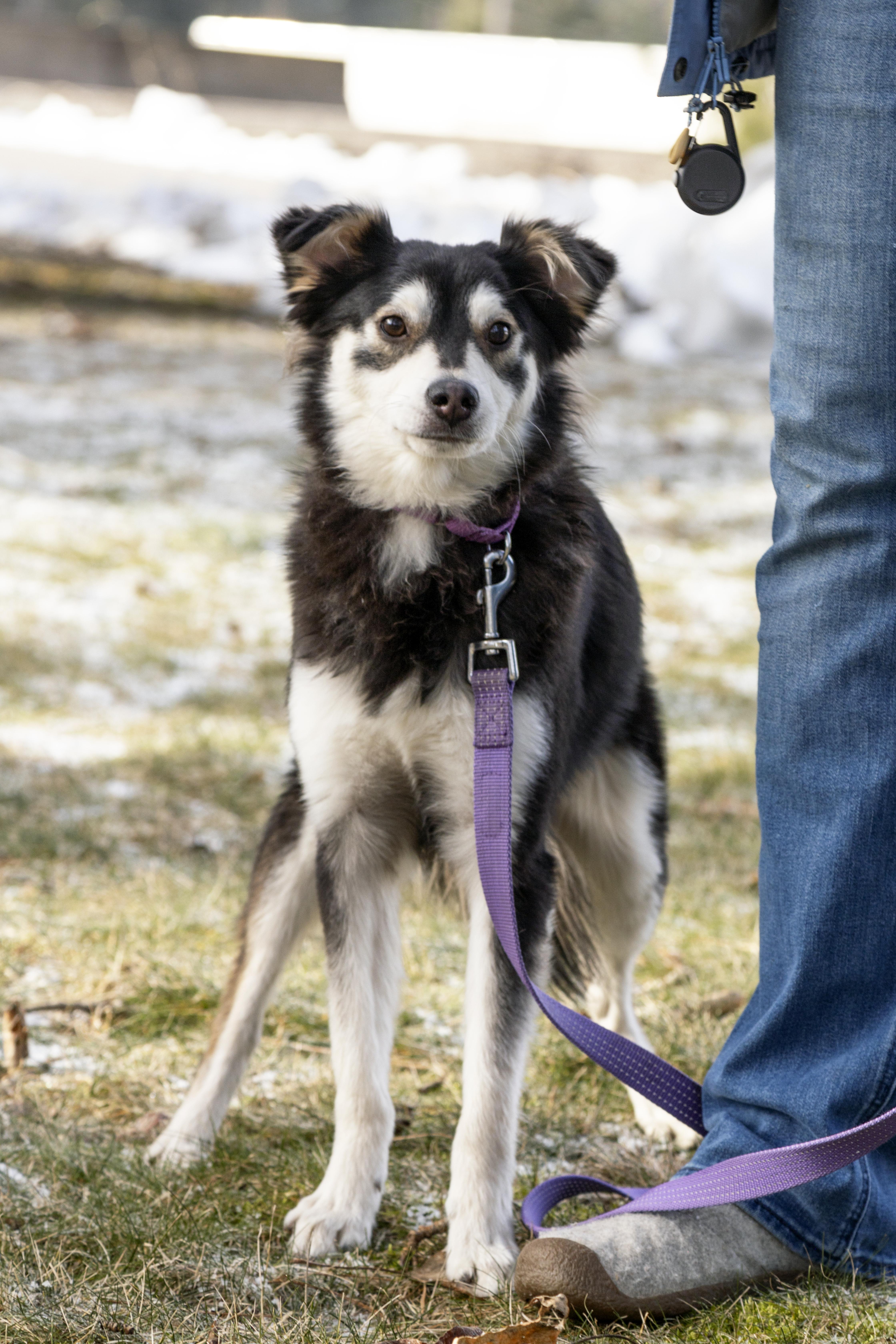 Enlarge Russo, a Adoptable mixed breed in Kellogg, ID image 2/5