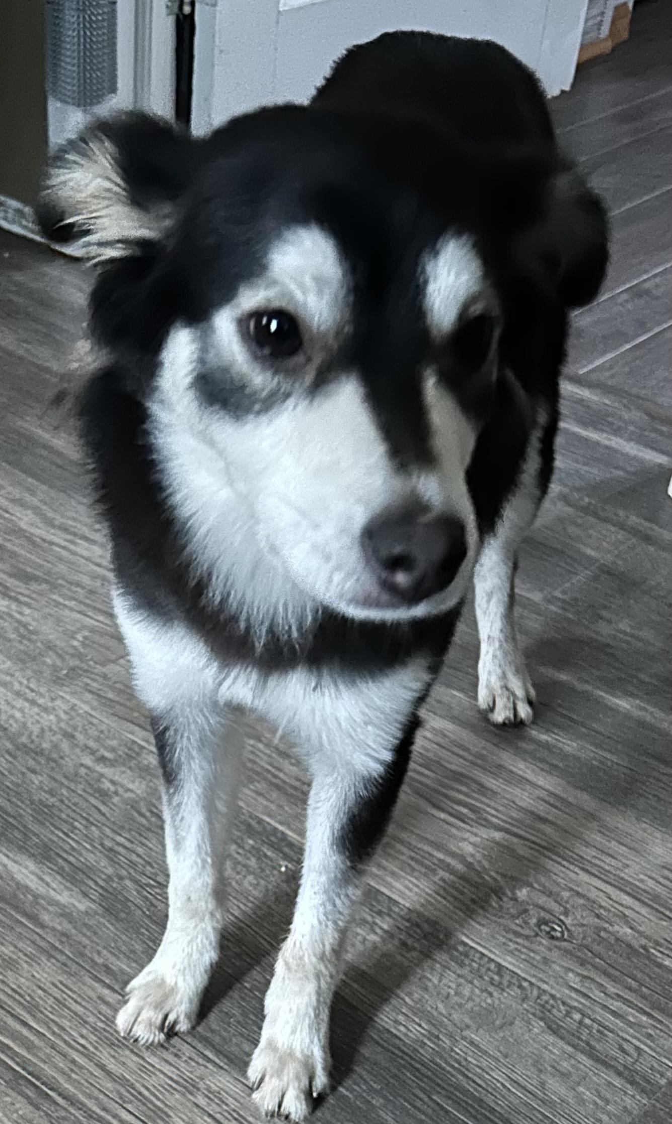 Russo, a Adoptable mixed breed in Kellogg, ID image 1/2