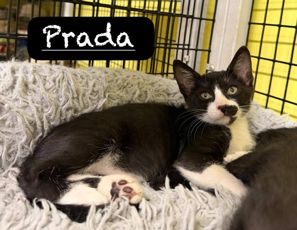 Prada, a Adoptable mixed breed in Maumelle, AR image 1/2