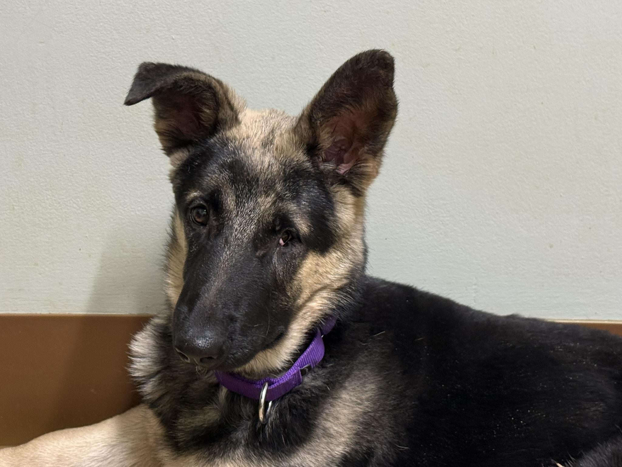 Enlarge Heidi, a ADOPTABLE German Shepherd Dog in Charlotte, NC image 2/2