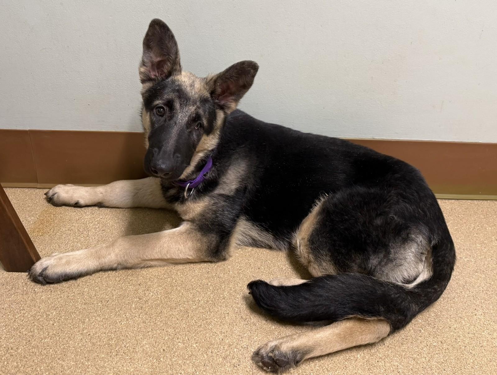 Enlarge Heidi, a ADOPTABLE German Shepherd Dog in Charlotte, NC image 1/2