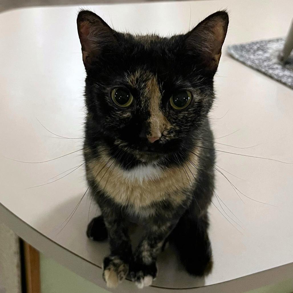 Wrigley, Adoptable, Adult Female Domestic Short Hair.