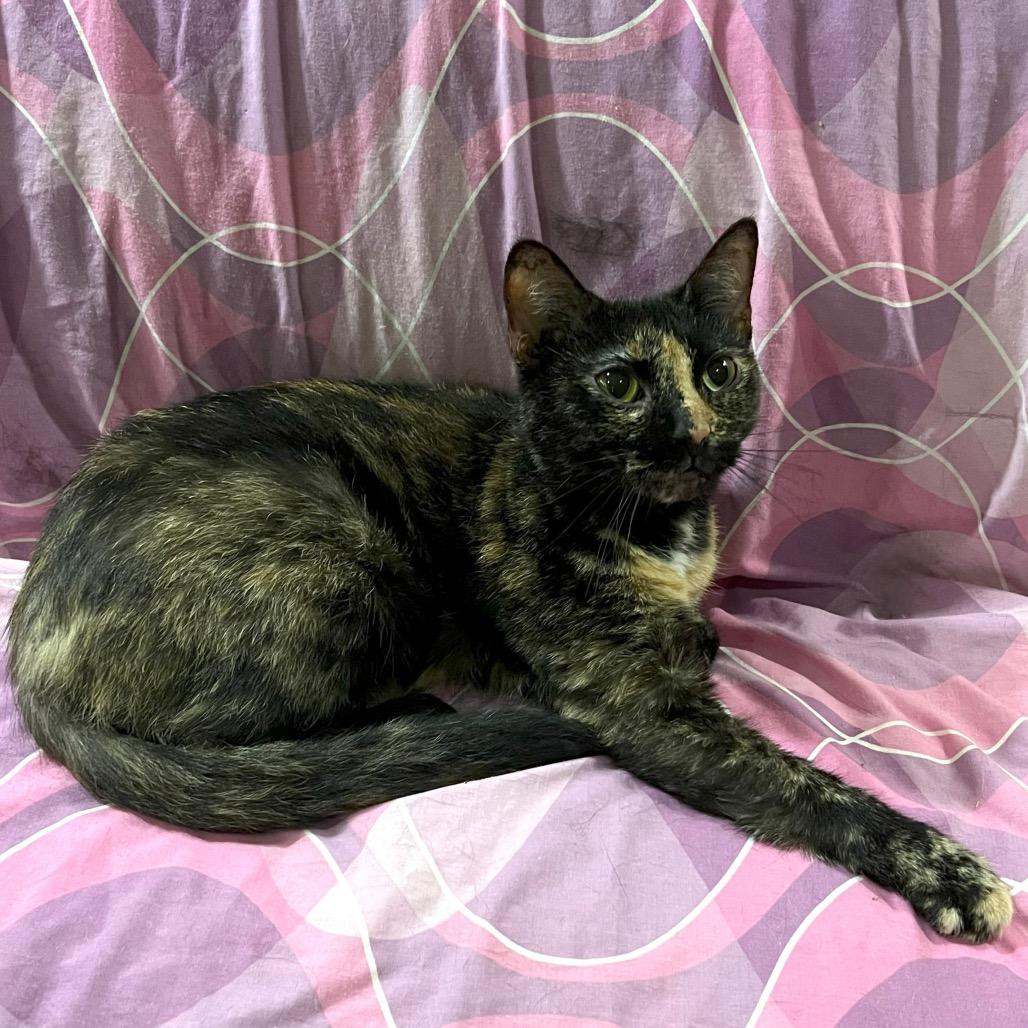 Enlarge Wrigley, a Adoptable Domestic Short Hair in Bloomington, IN image 2/2