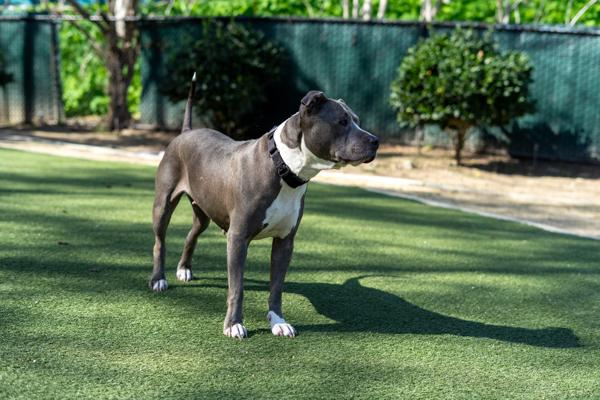 Ellie May, Adoptable, Senior Female Pit Bull Terrier.