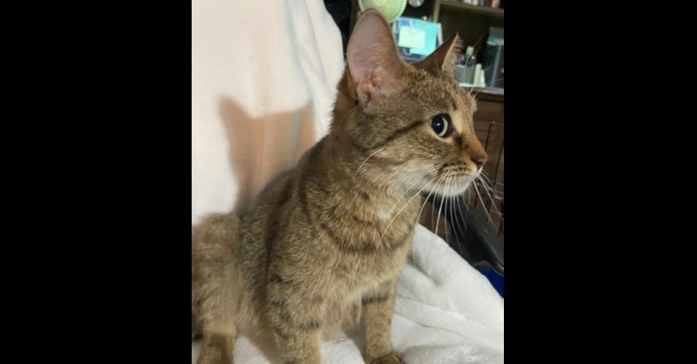 Mama Mocha, Adoptable, Young Female Domestic Short Hair.