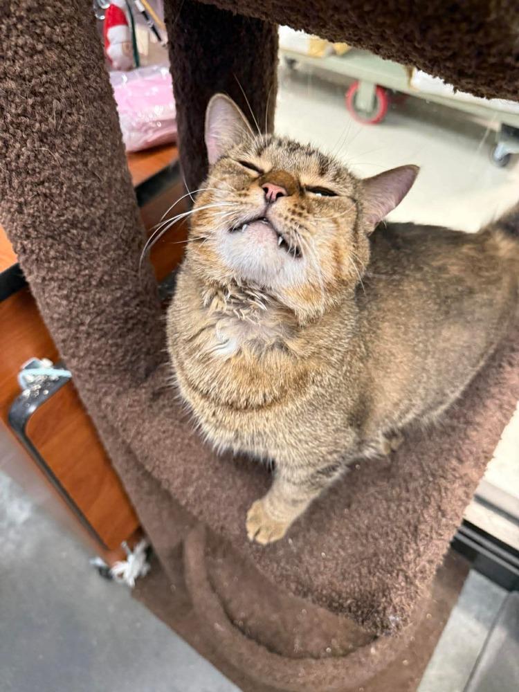 Enlarge Mama Mocha, a Adoptable Domestic Short Hair in Virginia Beach, VA image 2/6