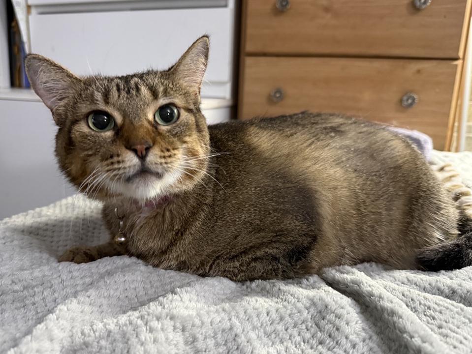 Mama Mocha, a Adoptable Domestic Short Hair in Virginia Beach, VA image 2/6