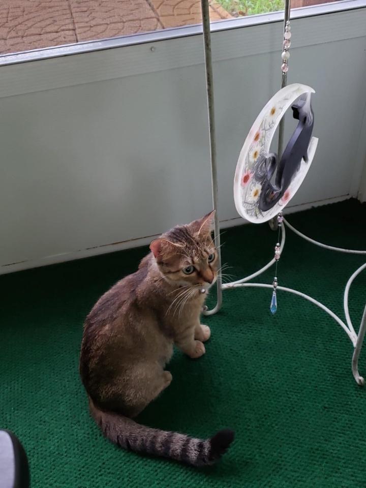 Mama Mocha, a Adoptable Domestic Short Hair in Virginia Beach, VA image 3/6