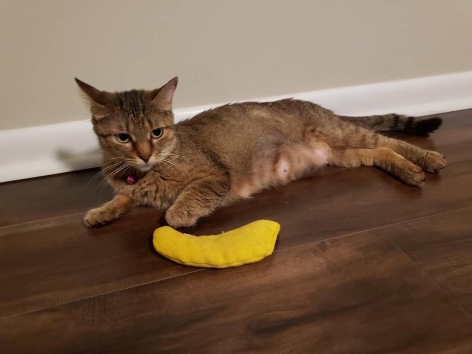 Mama Mocha, a Adoptable Domestic Short Hair in Virginia Beach, VA image 4/6