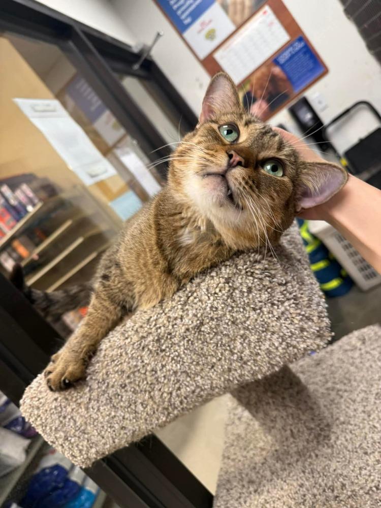 Enlarge Mama Mocha, a Adoptable Domestic Short Hair in Virginia Beach, VA image 4/6