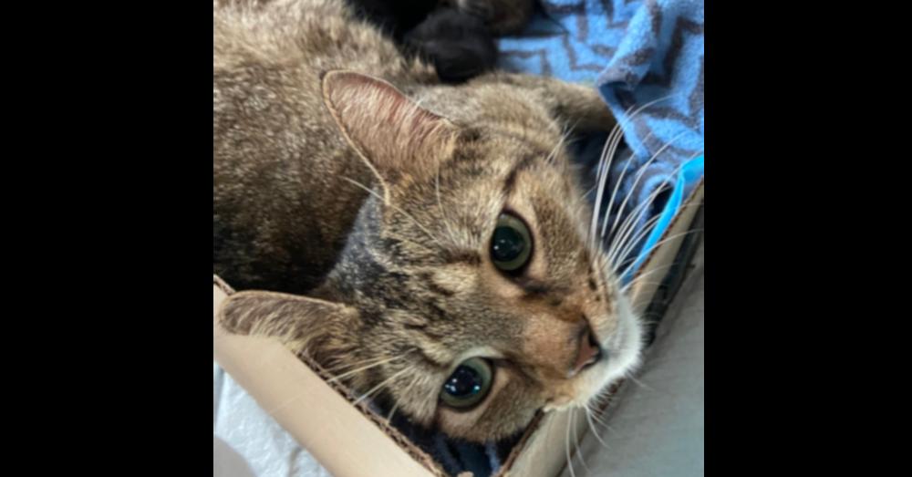 Enlarge Mama Mocha, a Adoptable Domestic Short Hair in Virginia Beach, VA image 2/3