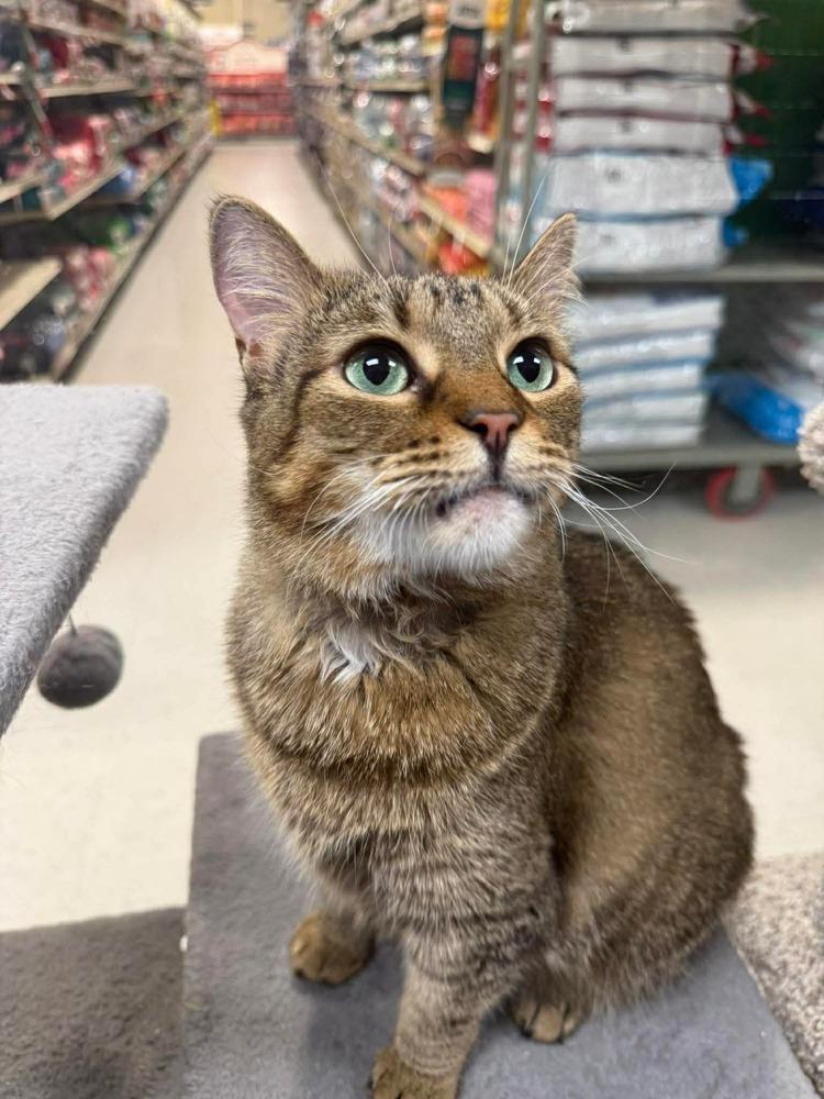 Enlarge Mama Mocha, a Adoptable Domestic Short Hair in Virginia Beach, VA image 5/6