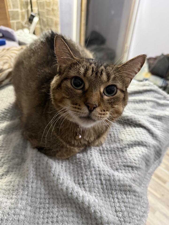 Mama Mocha, a Adoptable Domestic Short Hair in Virginia Beach, VA image 6/6