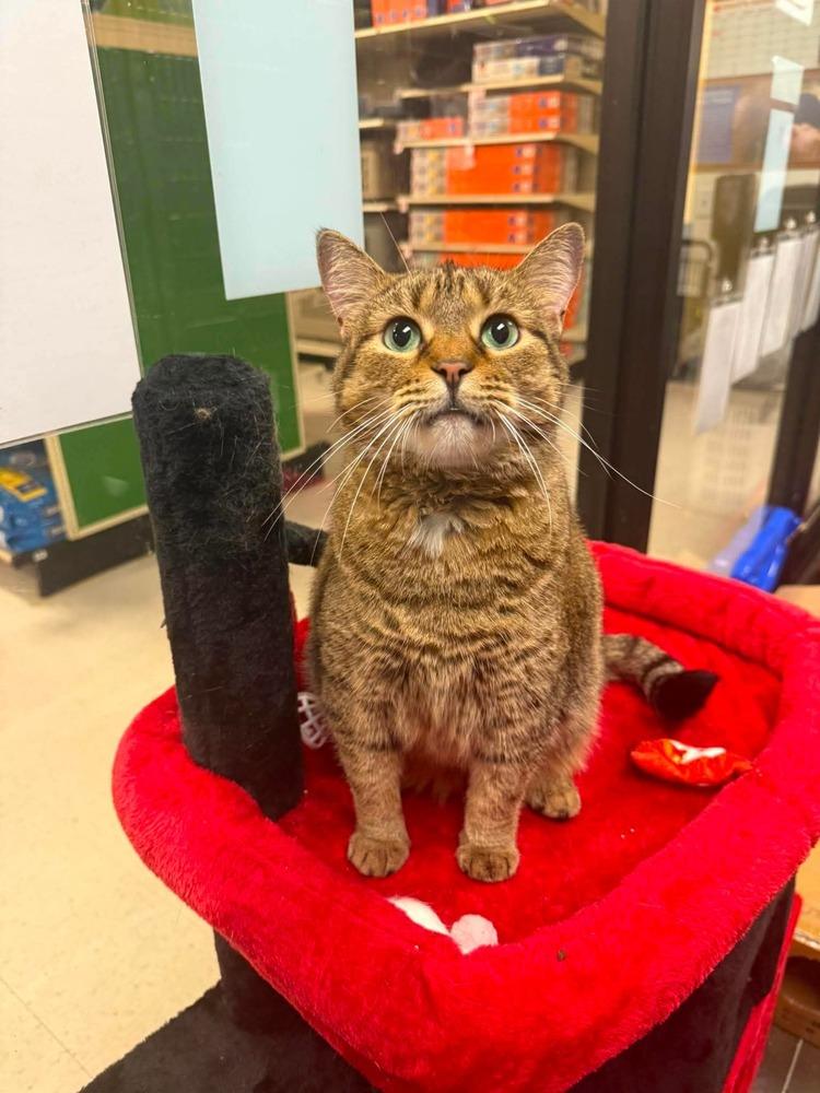 Mama Mocha, a Adoptable Domestic Short Hair in Virginia Beach, VA image 6/6