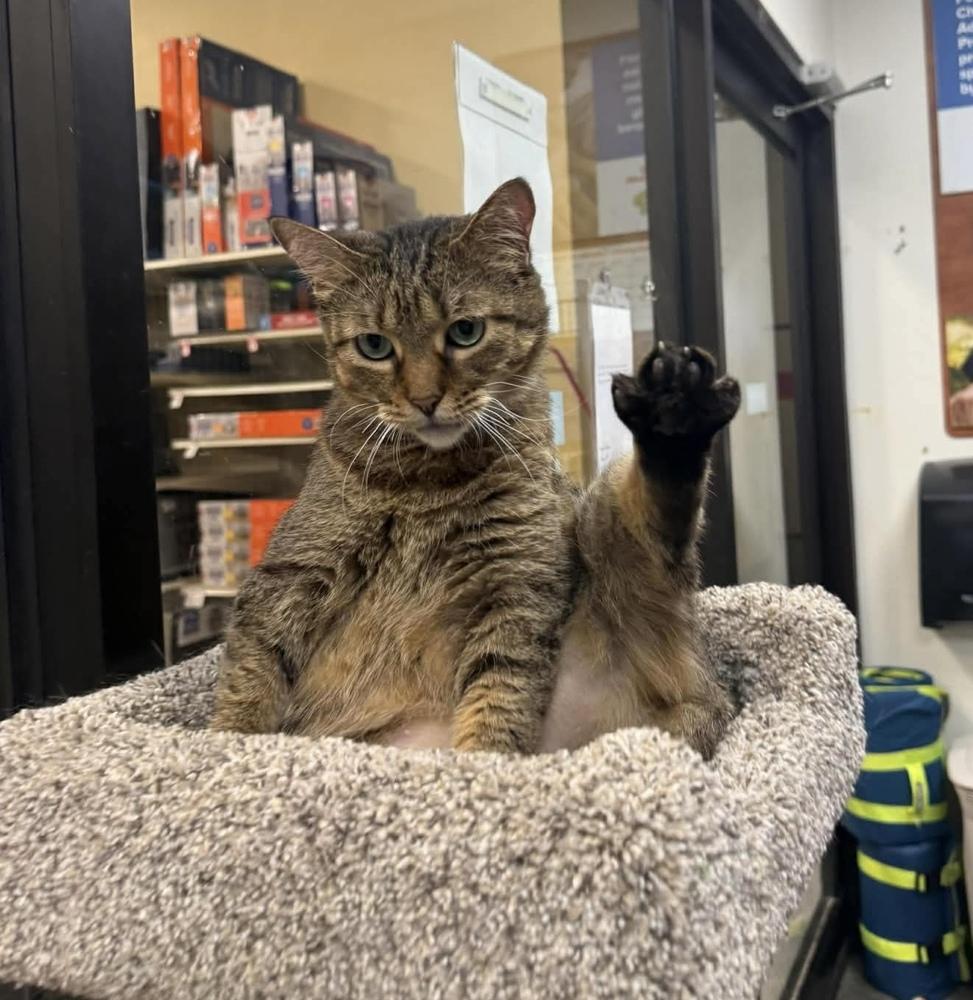 Enlarge Mama Mocha, a Adoptable Domestic Short Hair in Virginia Beach, VA image 6/6