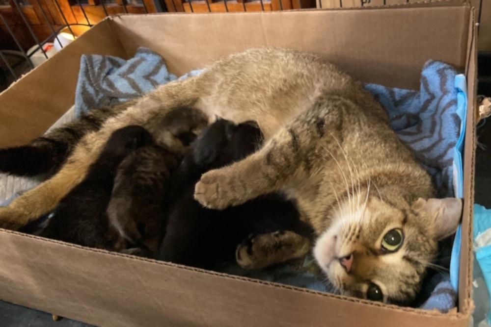 Enlarge Mama Mocha, a Adoptable Domestic Short Hair in Virginia Beach, VA image 3/3