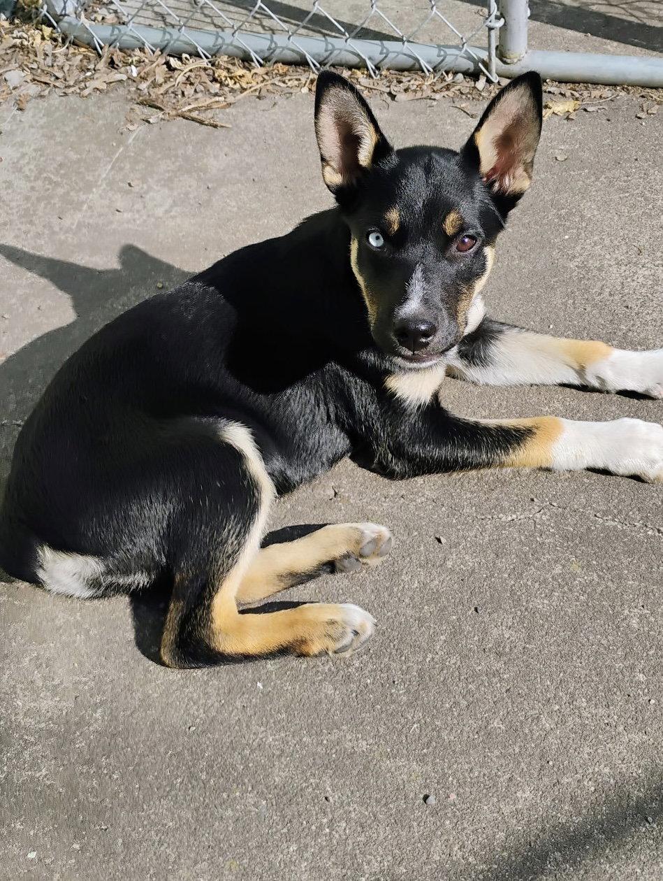 Lucky, Adoptable, Puppy Male Australian Shepherd.