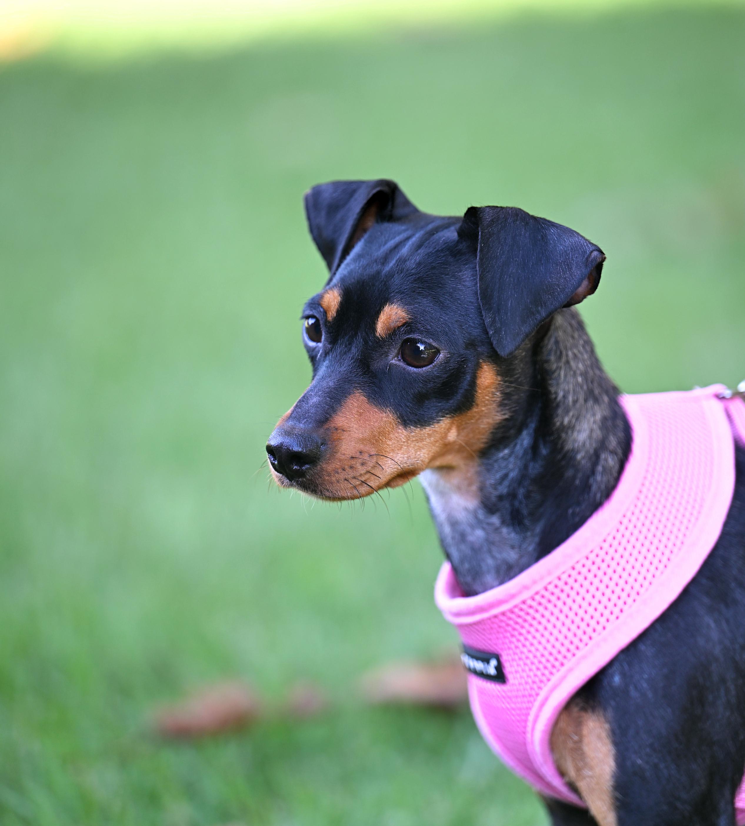 Enlarge Bella Claire, a Adopted mixed breed in Nashua, NH image 4/6
