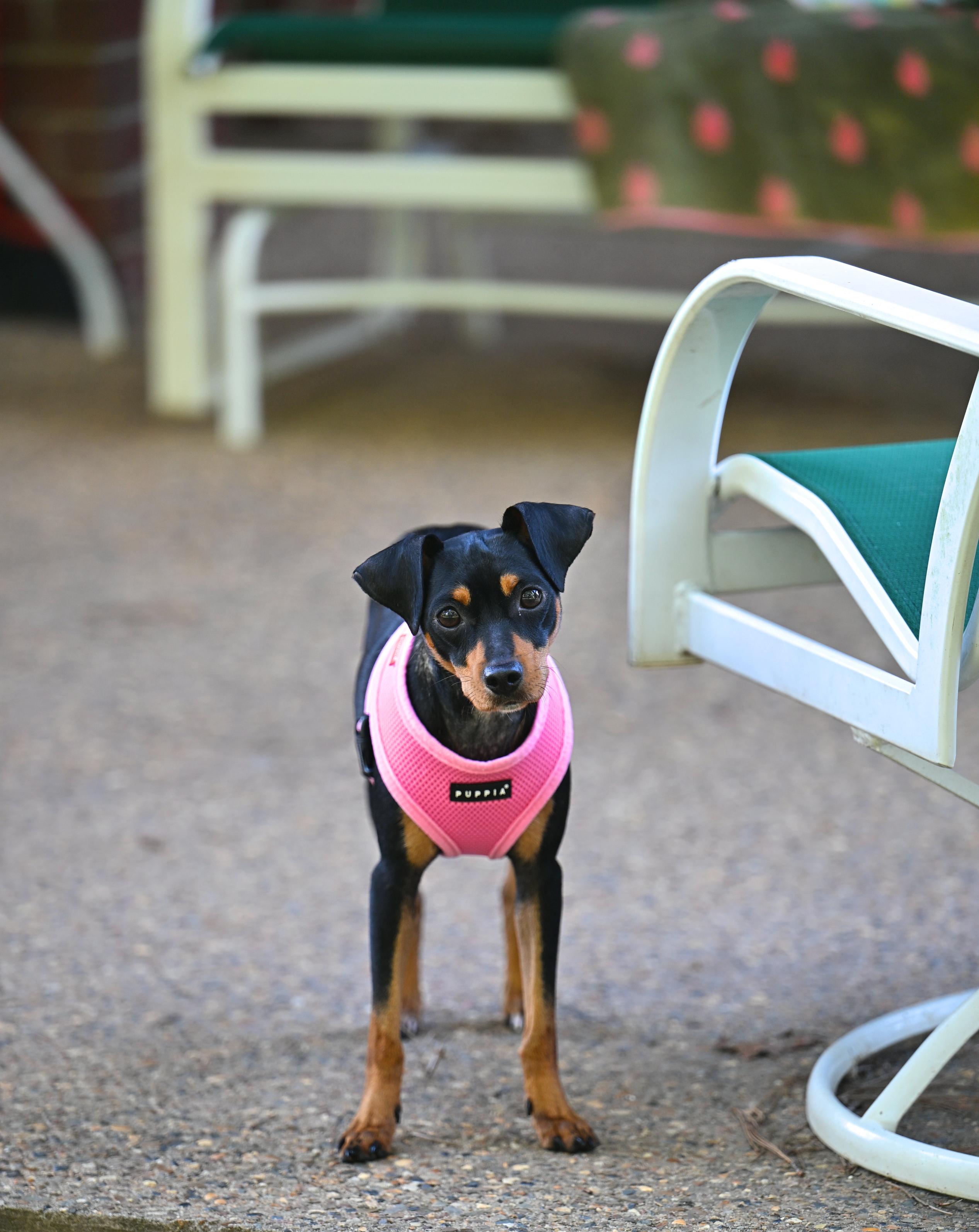 Bella Claire, Adopted, Adult Female Miniature Pinscher & Italian Greyhound.