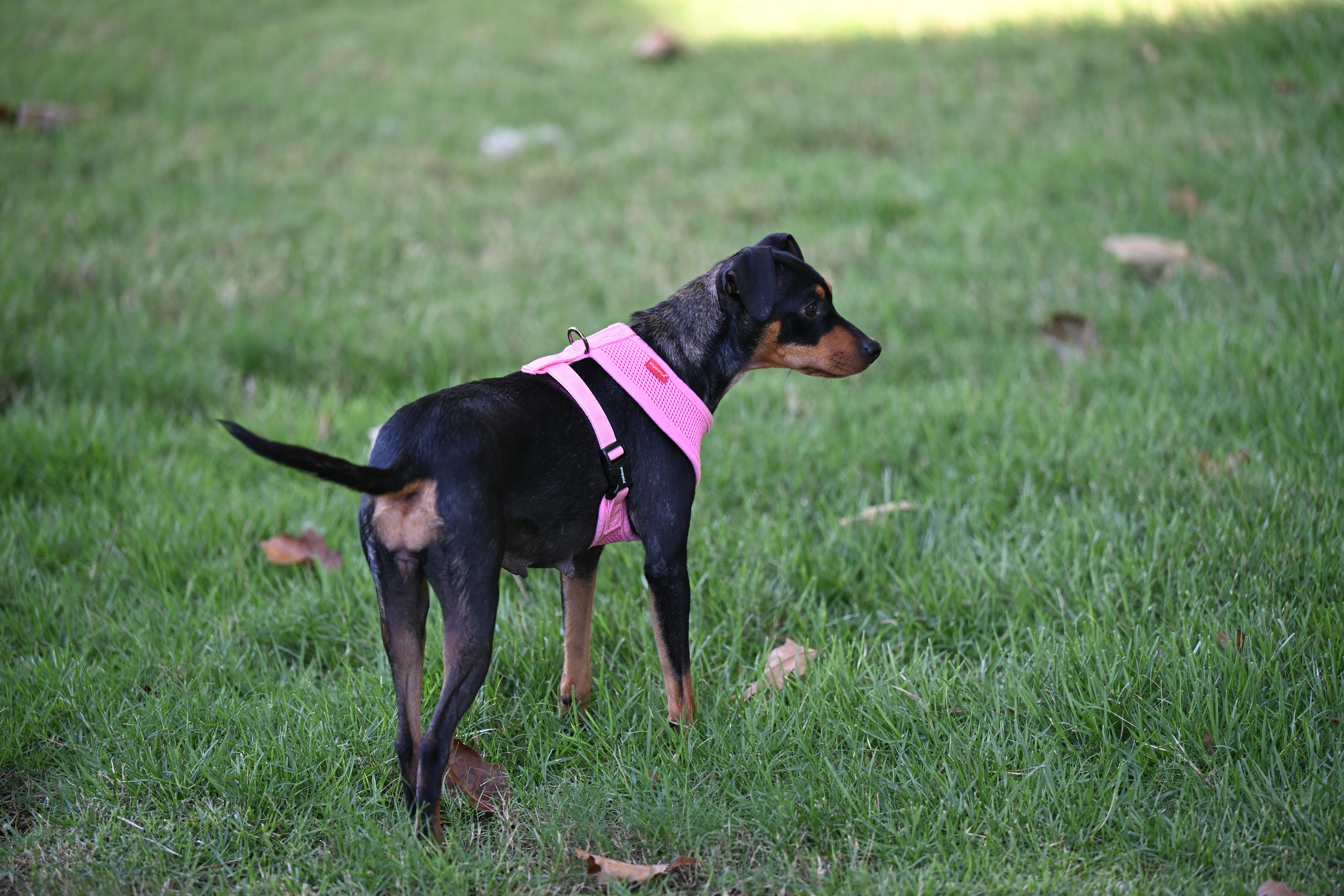 Enlarge Bella Claire, a Adopted mixed breed in Nashua, NH image 5/6