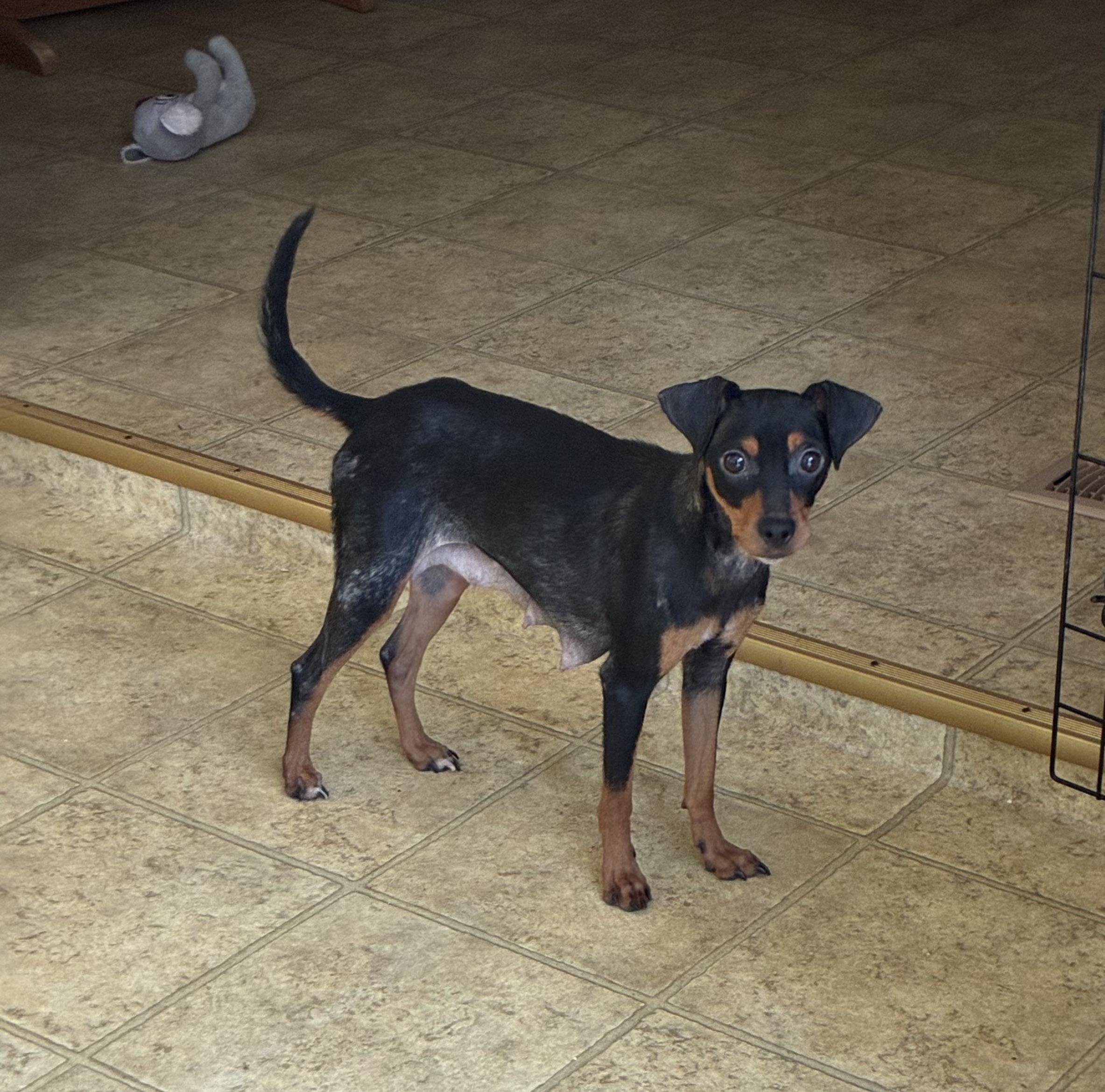 Enlarge Bella Claire, a Adopted mixed breed in Nashua, NH image 2/6