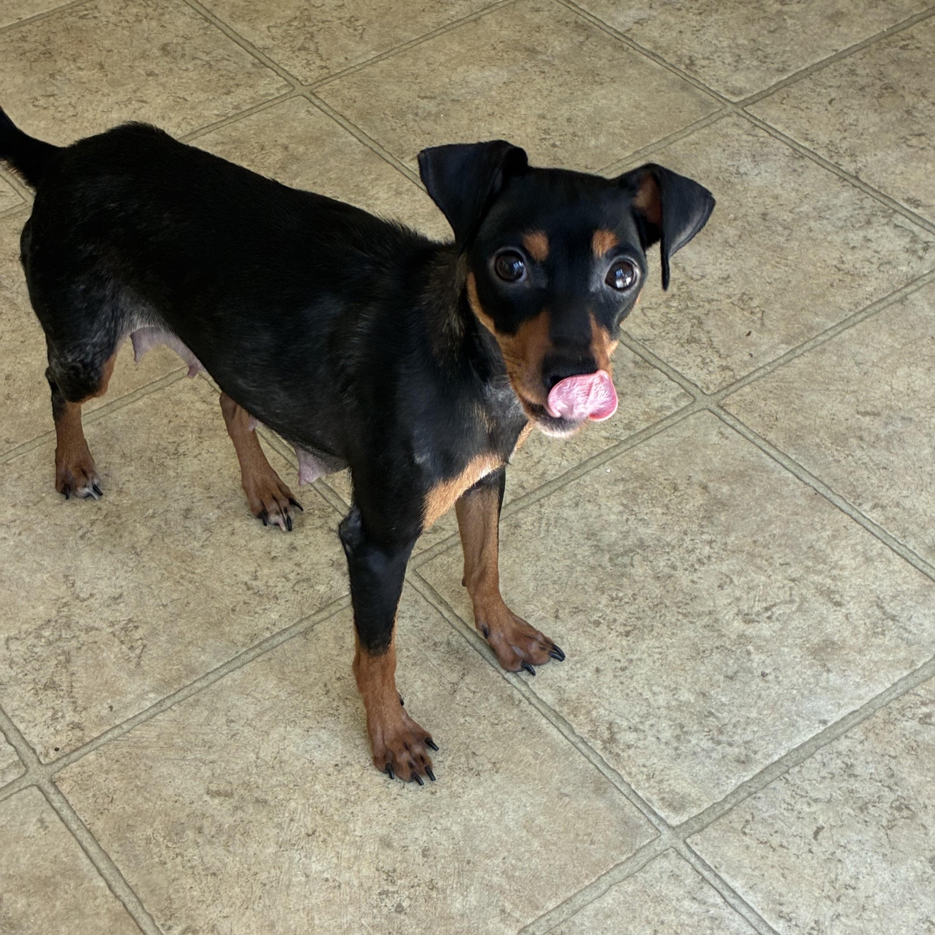 Enlarge Bella Claire, a Adopted mixed breed in Nashua, NH image 3/6