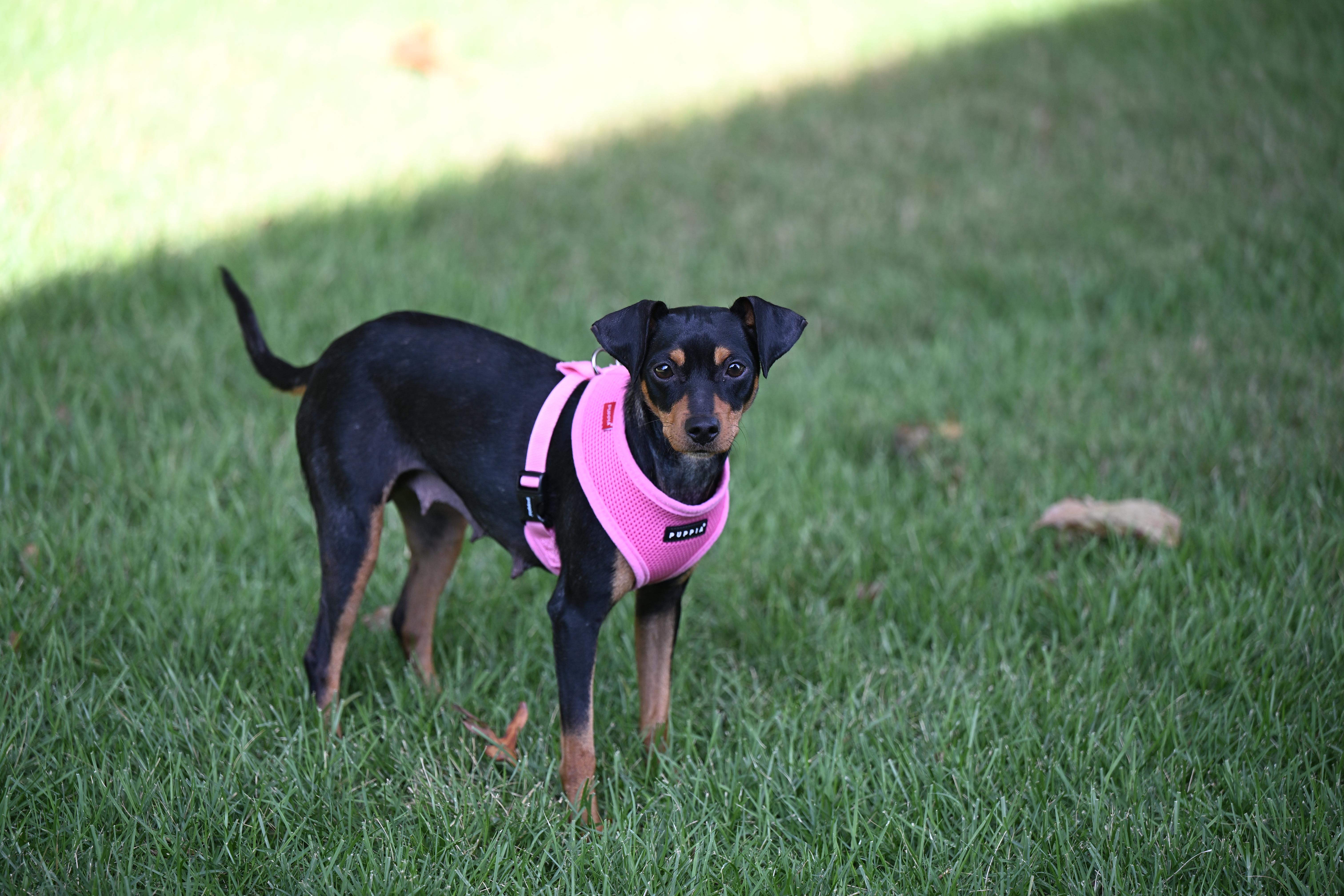 Enlarge Bella Claire, a Adopted mixed breed in Nashua, NH image 6/6