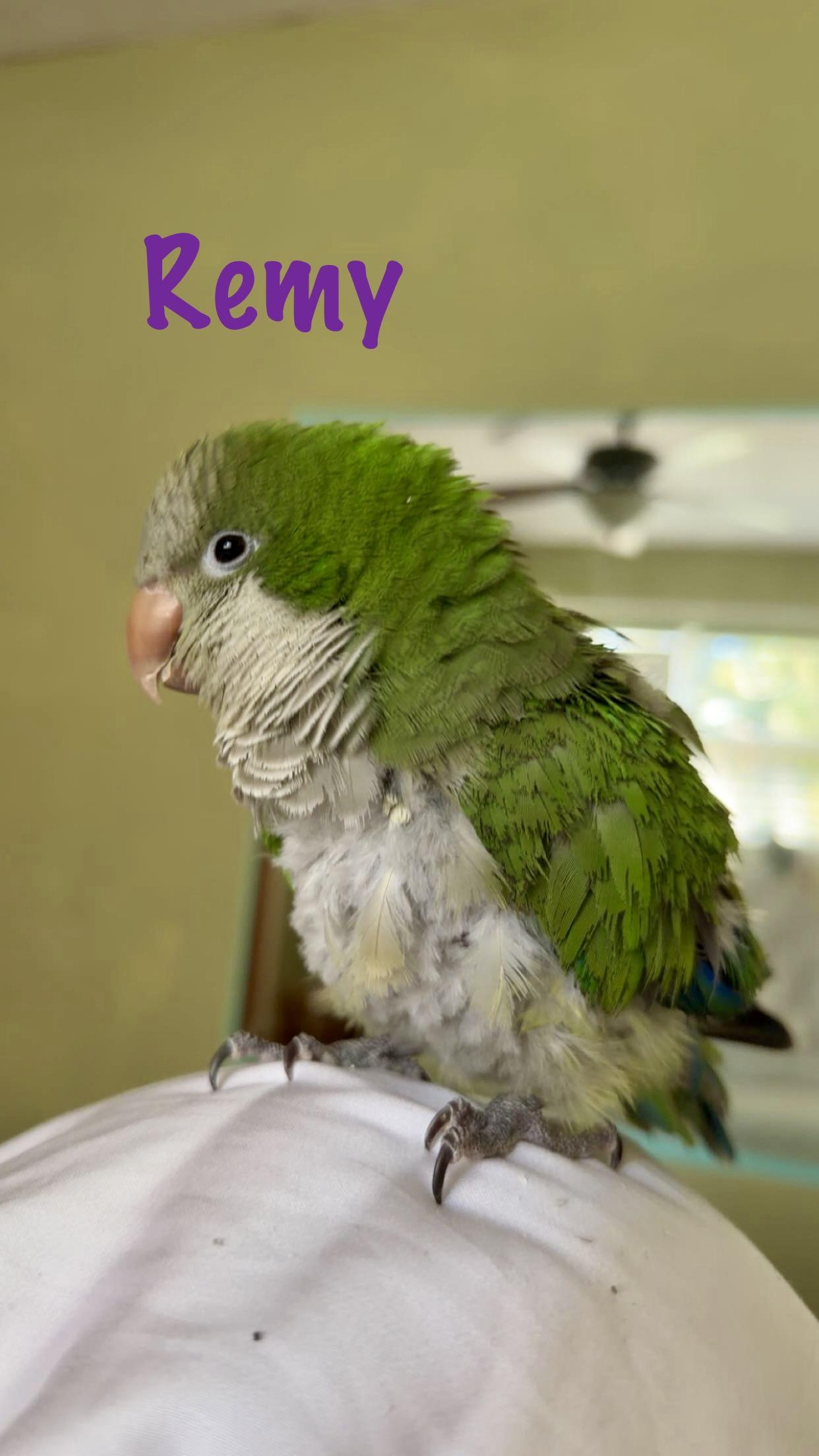 Remy photo