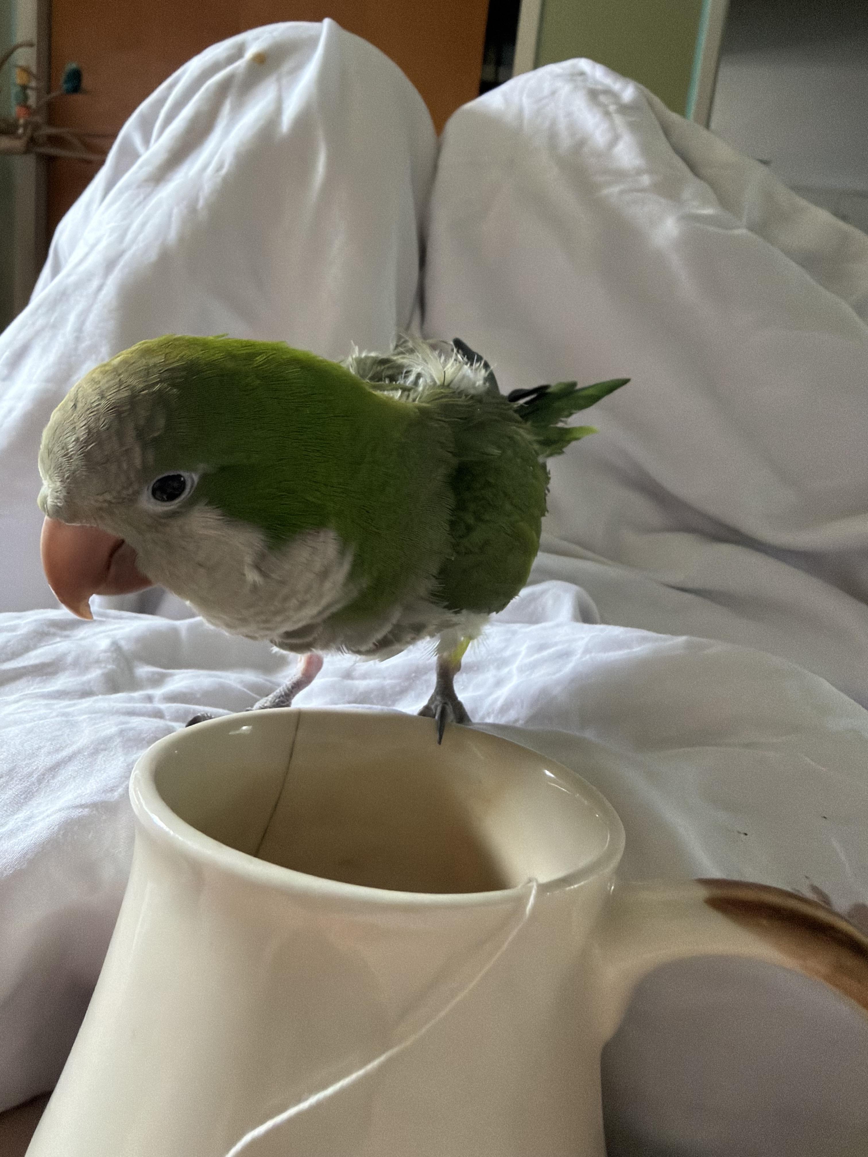 Enlarge Remy, a Adoptable Quaker Parakeet in St Petersburg, FL image 2/3