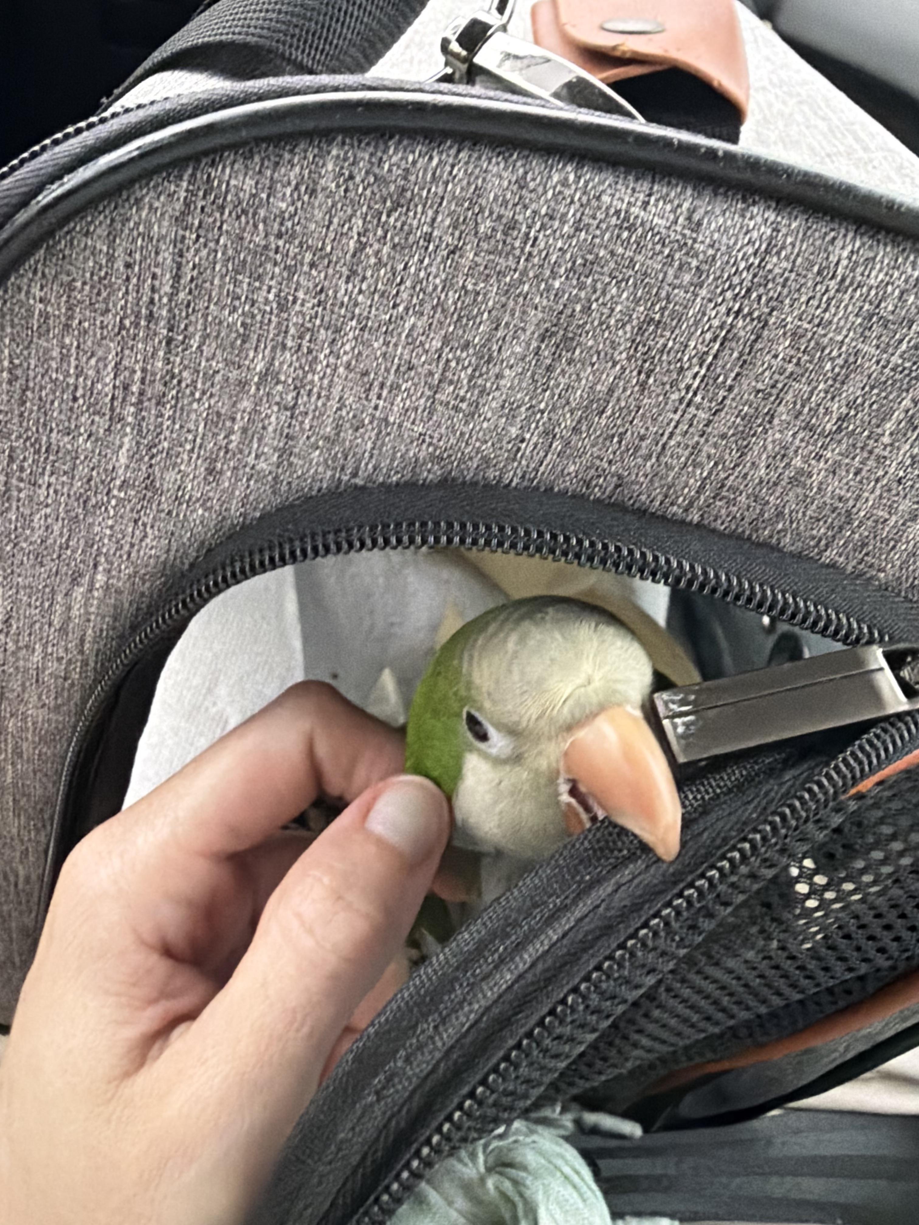 Enlarge Remy, a Adoptable Quaker Parakeet in St Petersburg, FL image 3/3