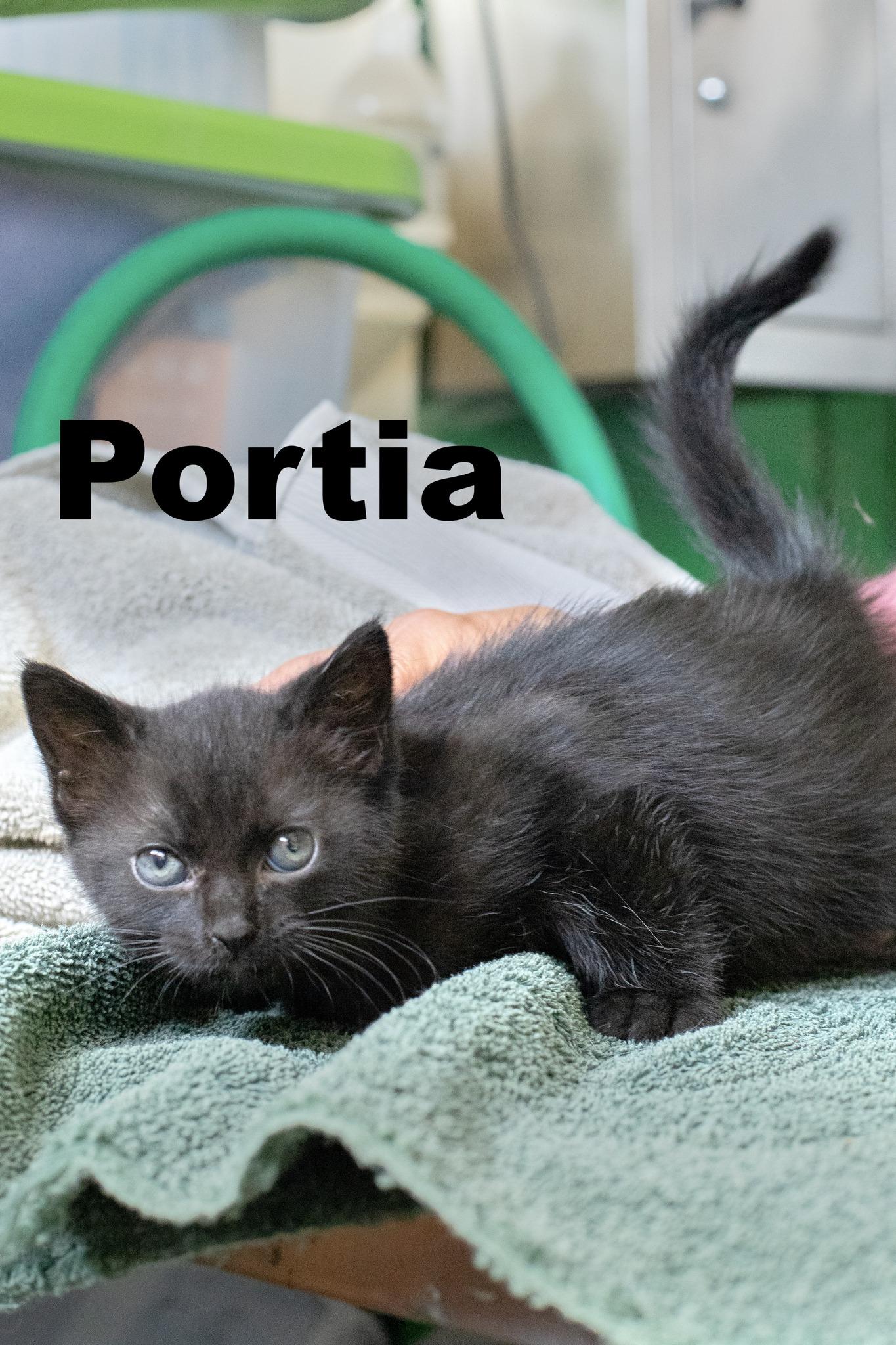 Enlarge Portia, a Adoptable Domestic Short Hair in Macomb, IL image 1/1