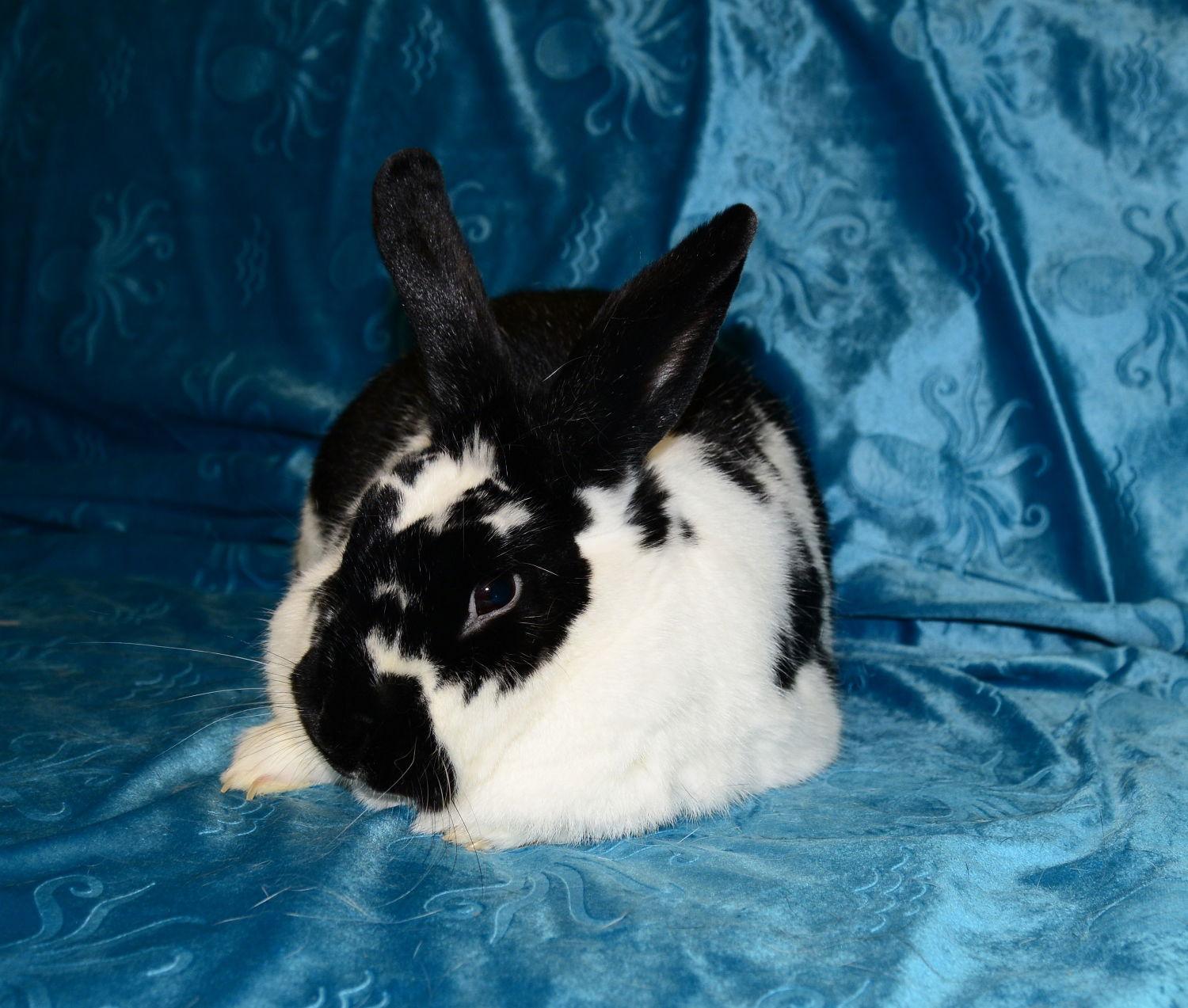 Stratus, Adoptable, Young Female Satin.