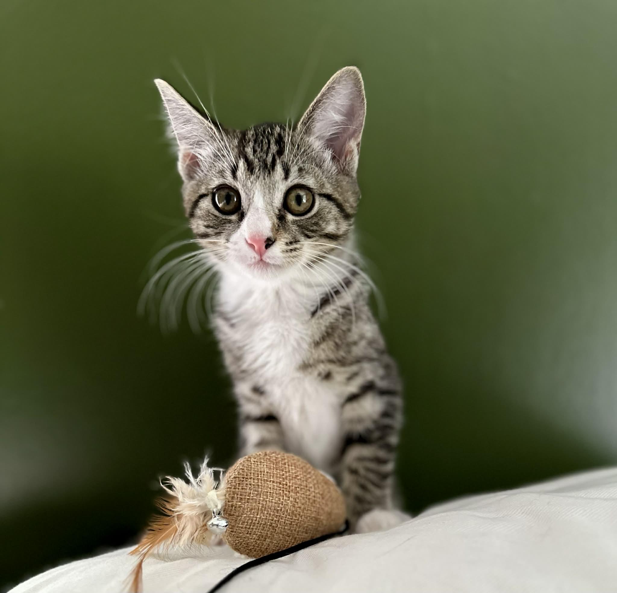 Tulip, ADOPTABLE, Young Female Domestic Short Hair.